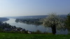 Efeu-Kirschbaum mit Rhein