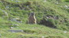 Mankei an der Hütte