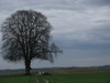 Großer Baum vor Kirchdorf