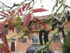 Blühender Walnussbaum