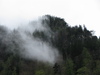 Hangwald mit Nebel
