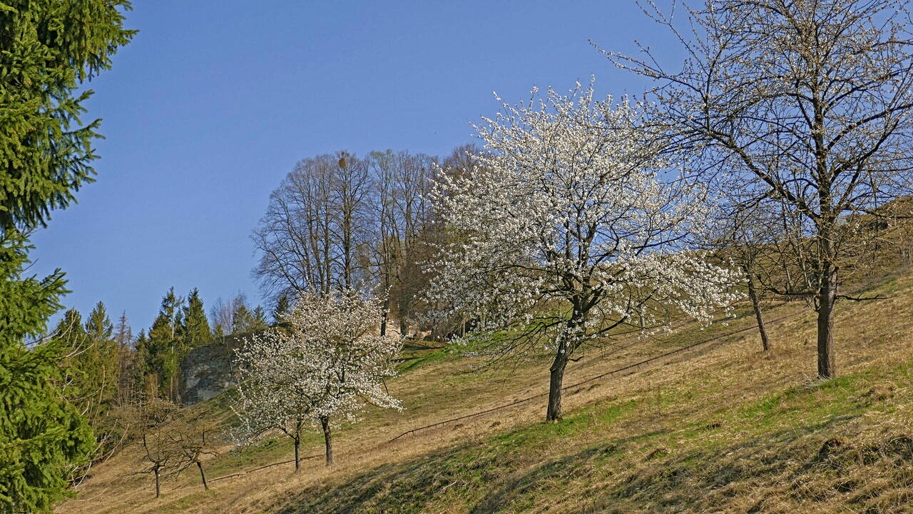 Kirschbäume am Steinberg
