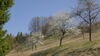 Kirschbäume am Steinberg