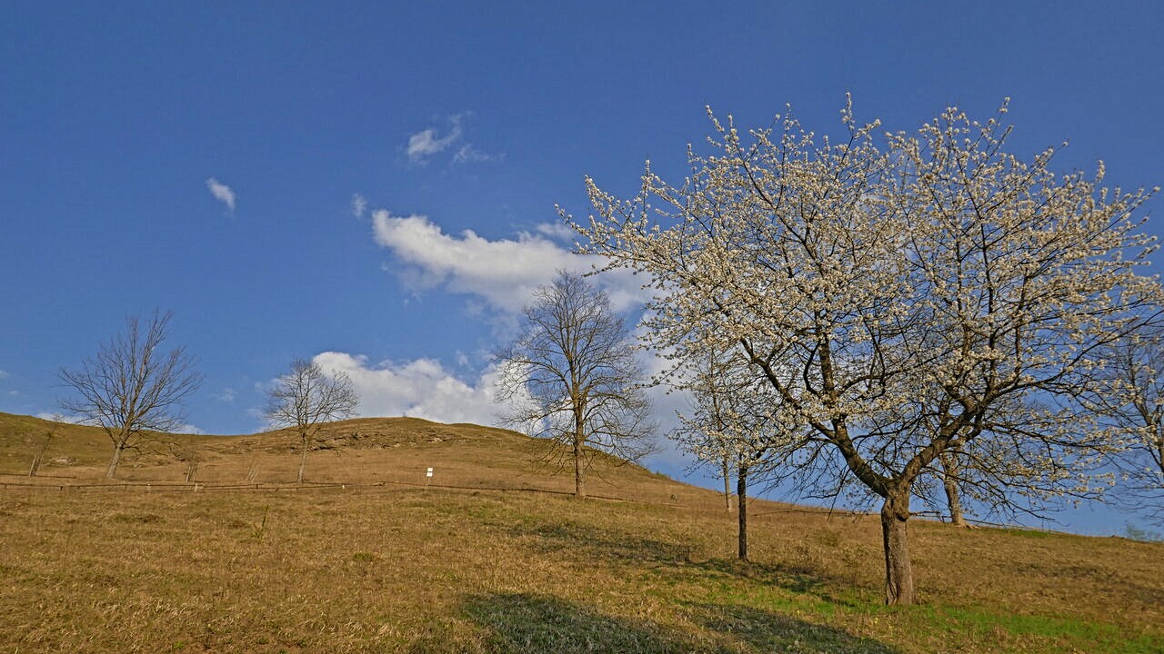 Kirschbäume am Steinberg II