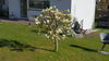 Magnolienbaum in Kirchbrak