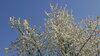 Blühende Kirschbäume bei Linse