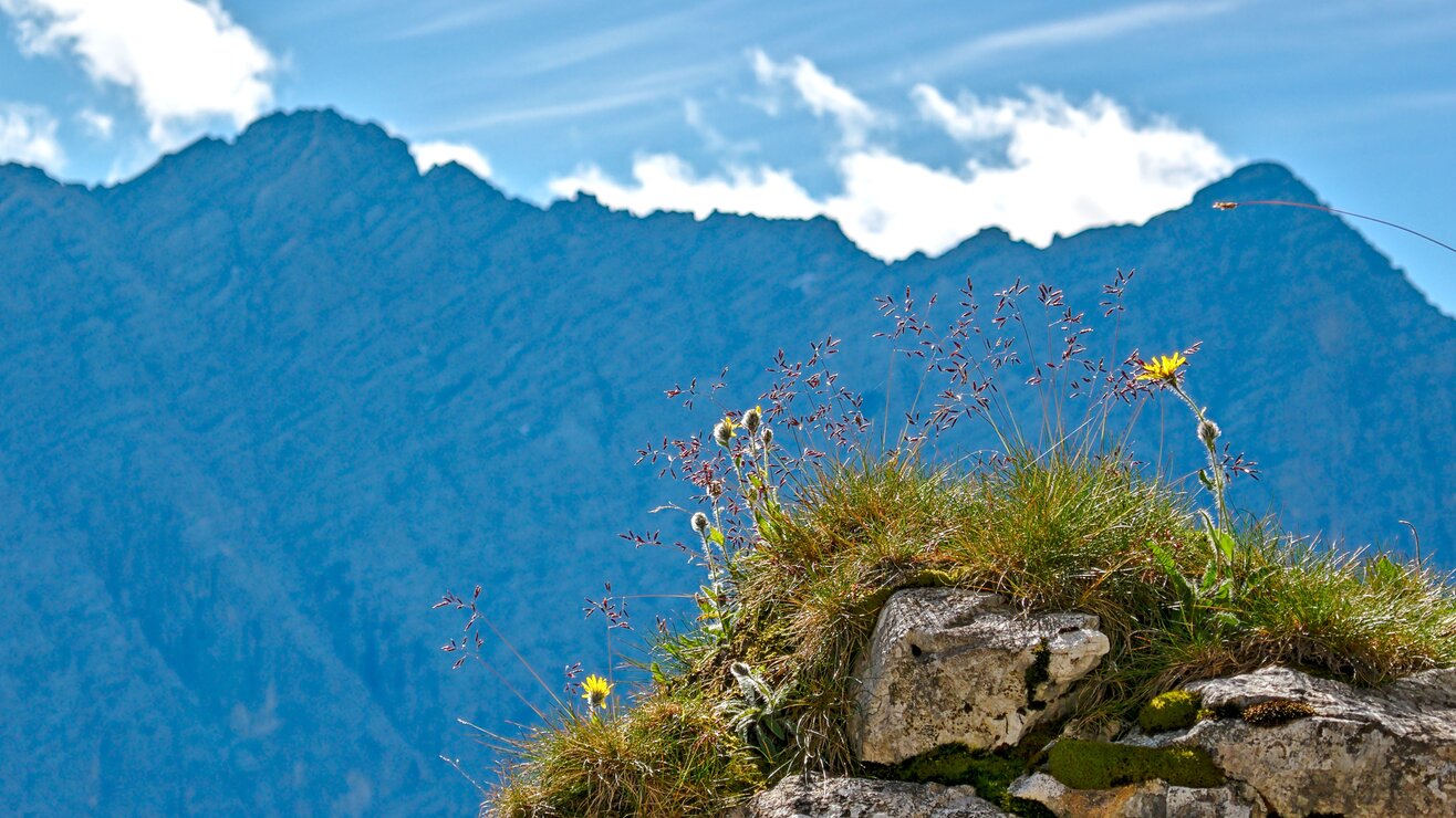 Bergblumen mit Watzmanngrat