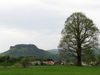 Single-Baum bei Gohrisch