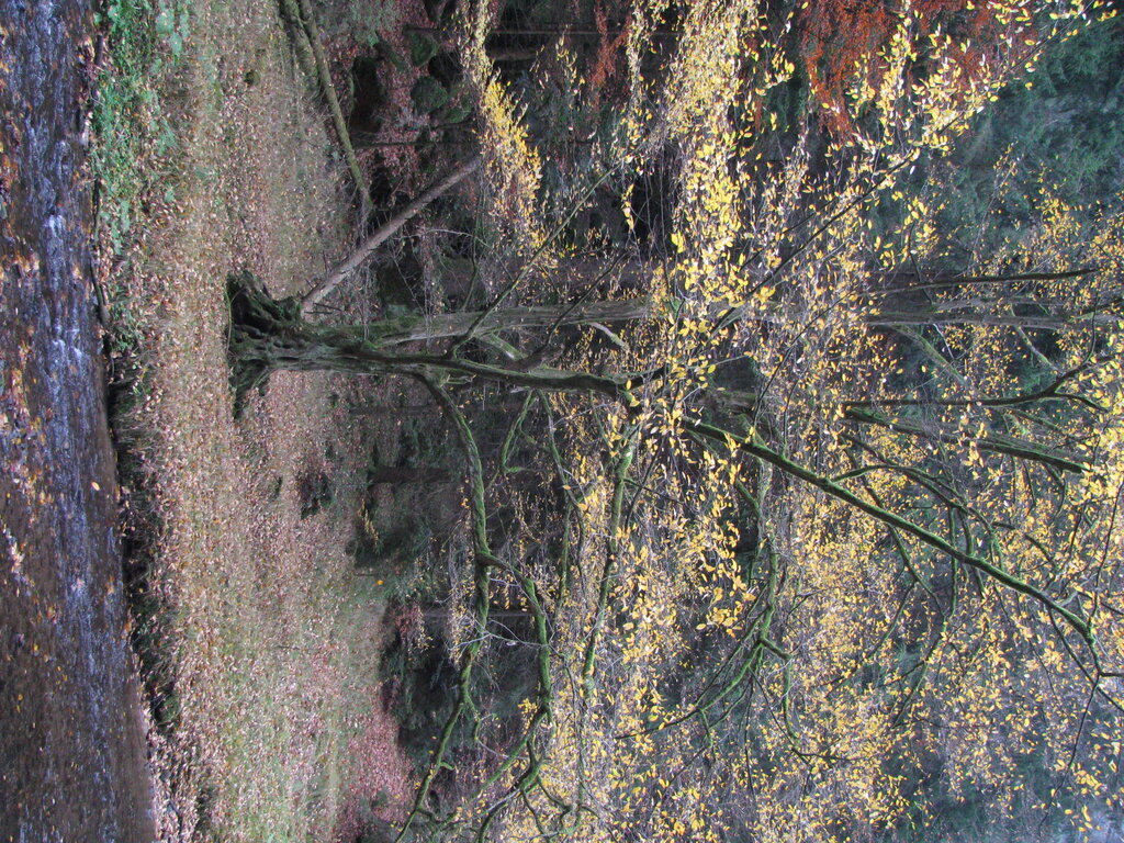 Herbst im Polenztal