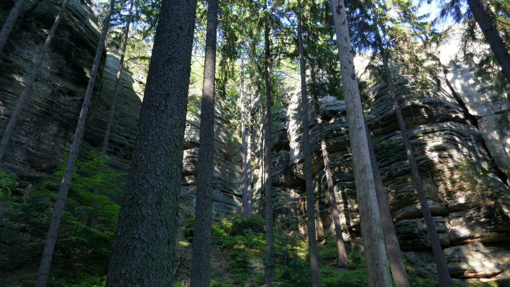 Fichtenwald mit Felswänden