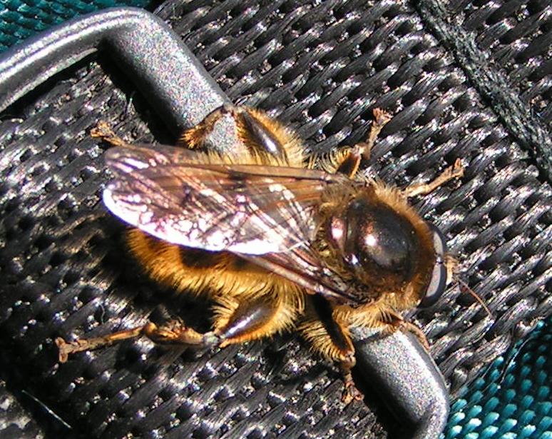 Biene auf Rucksack