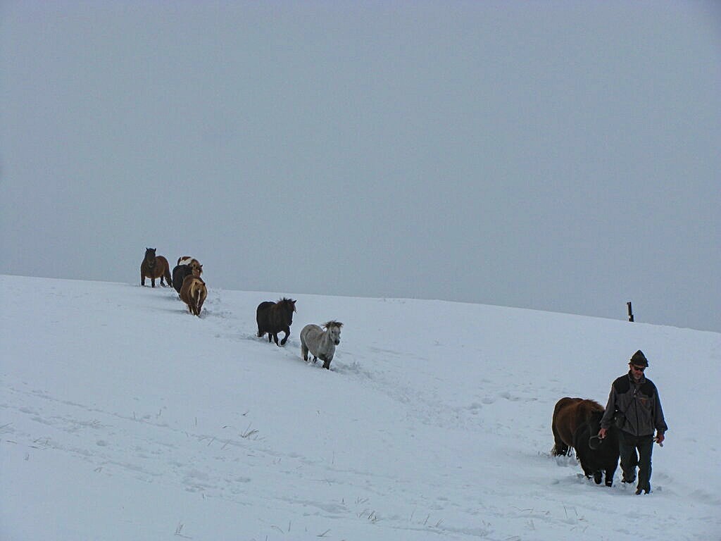 Pferde im Schnee