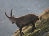 Steinbock vor der Hütte