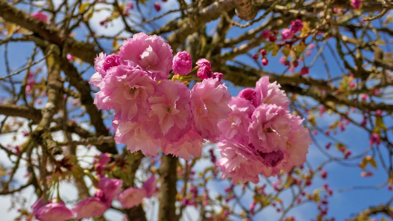 Kirschblüte in der Bayreuther Eremitage