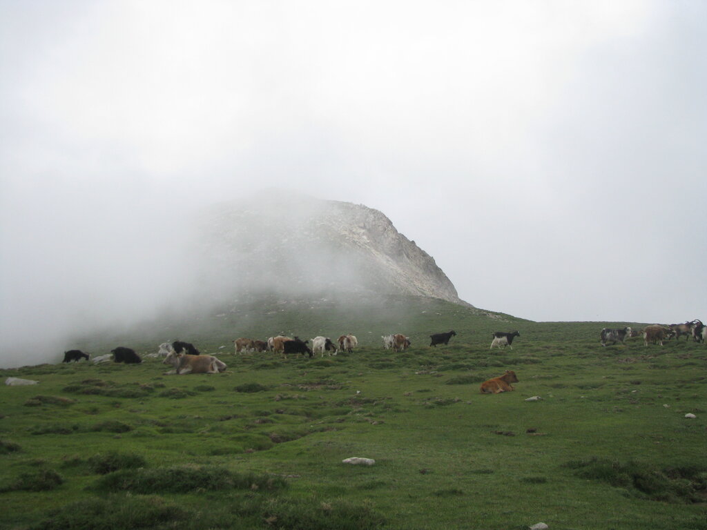 Kühe im Hochgebirge