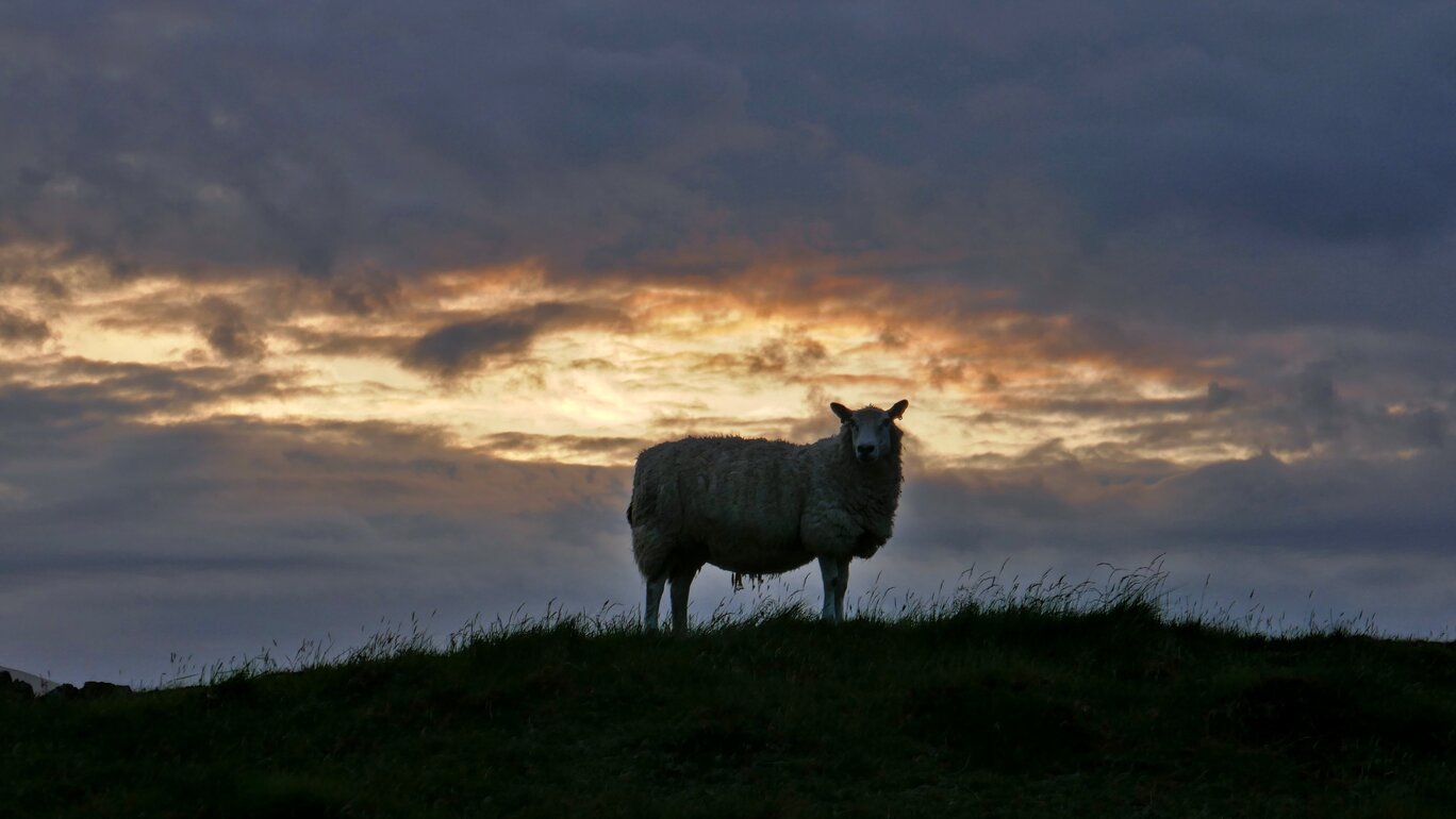 Schaf im Abendlilcht
