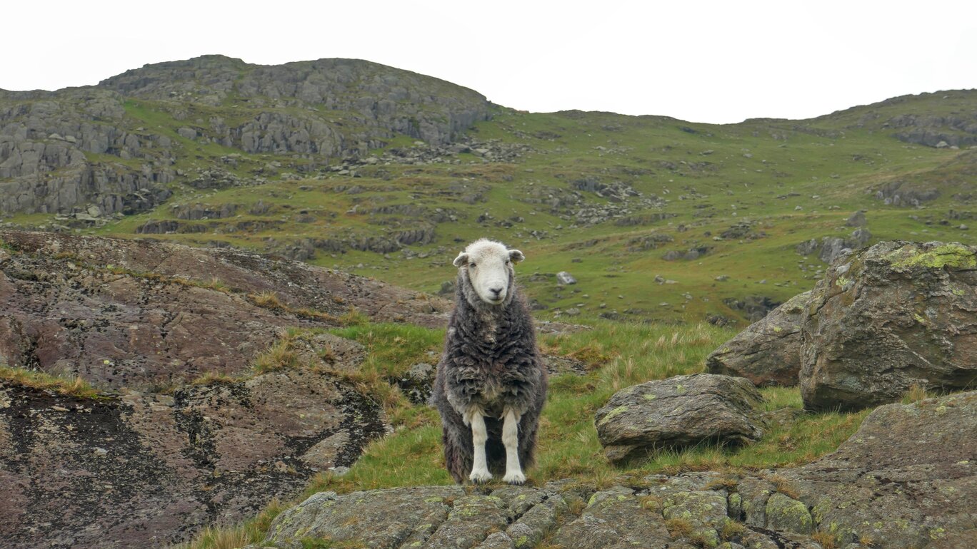 Sheep is watching you