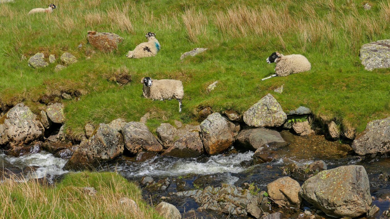Schafe am Red Tarn Beck