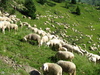 So viele Schafe