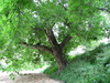 Walnussbaum in Bisil