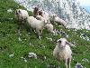 Schafe auf dem Hochalmplateau