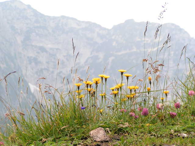 Blumen auf dem Weitschartenkopf