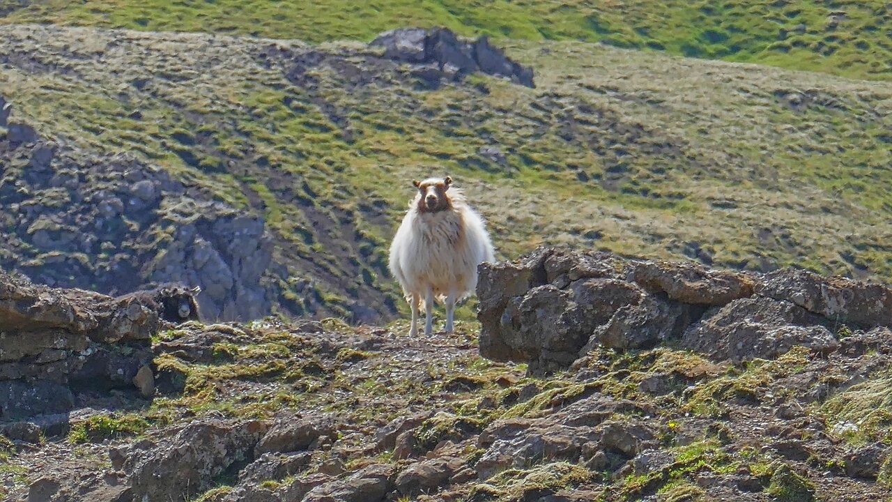 Schaf im Wind
