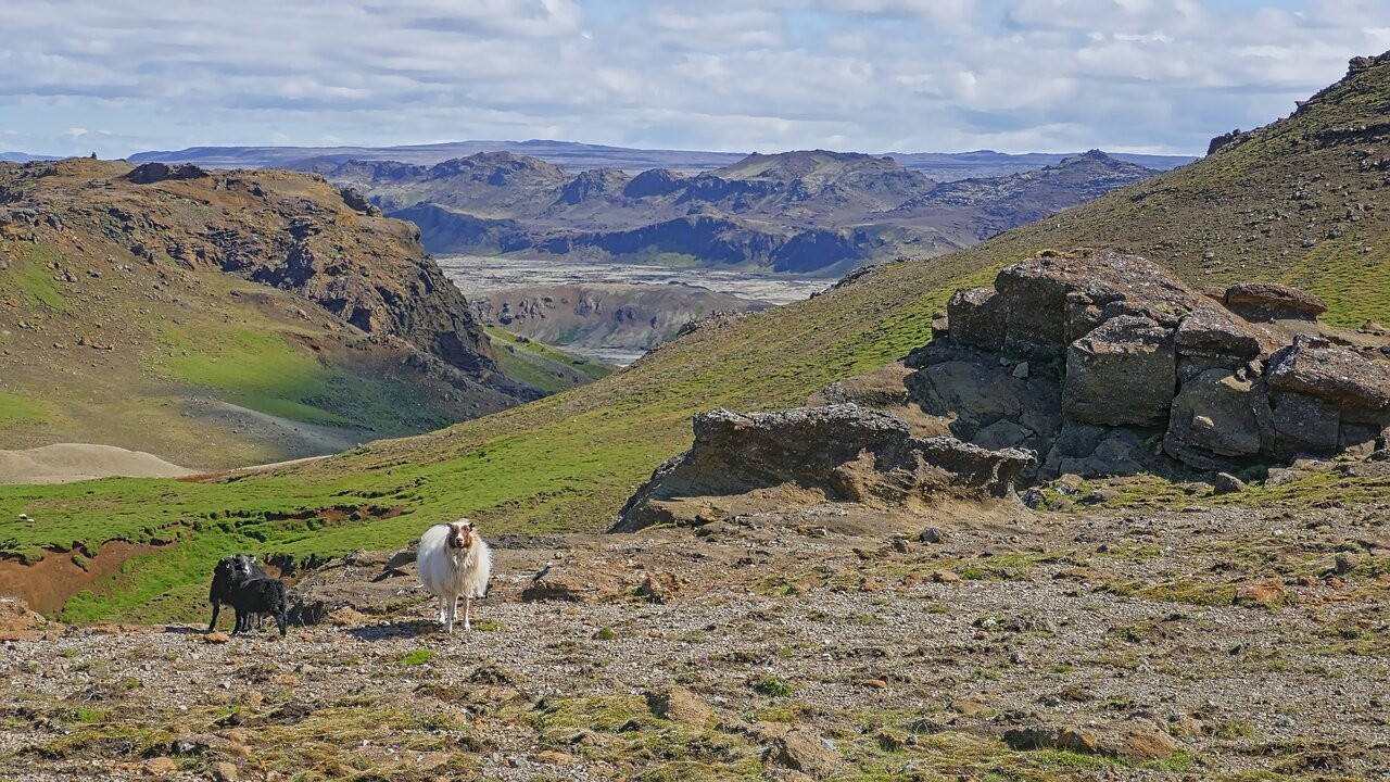 Schafe im Bergland