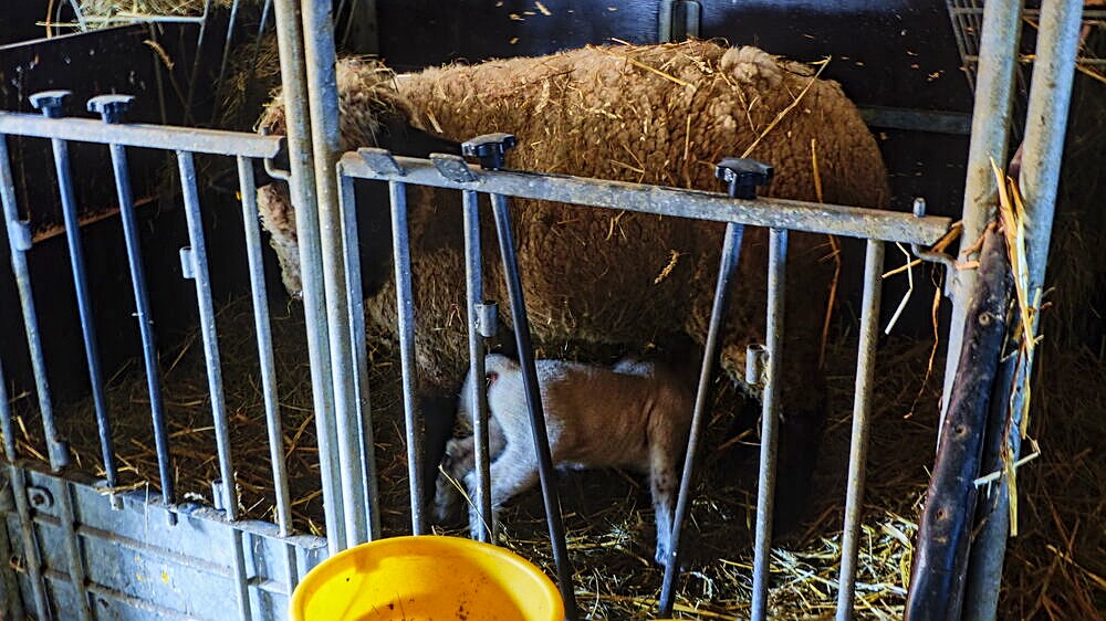 Schaf mit Nachwuchs