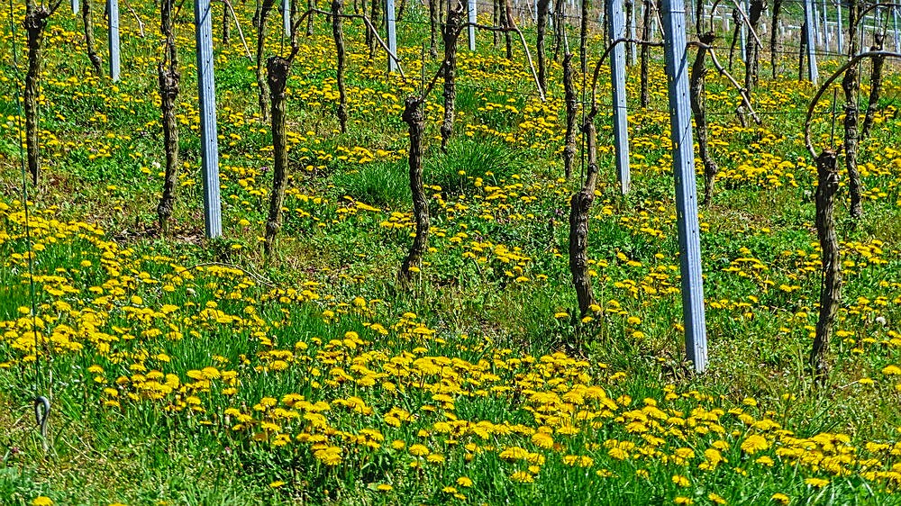 Weinberg mit Löwenzahn