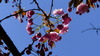 Zierkirschenblüte