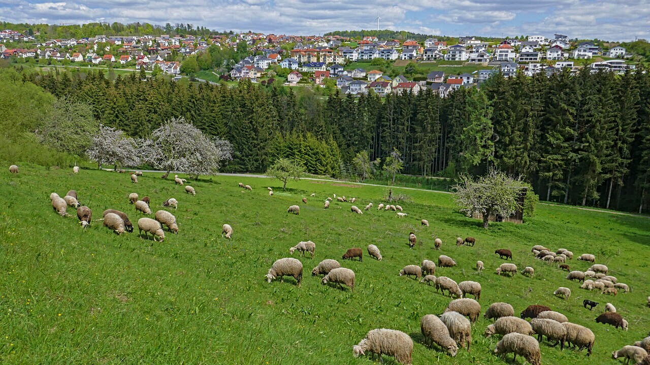 Dornstetten und Schafe