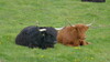 Longhorns