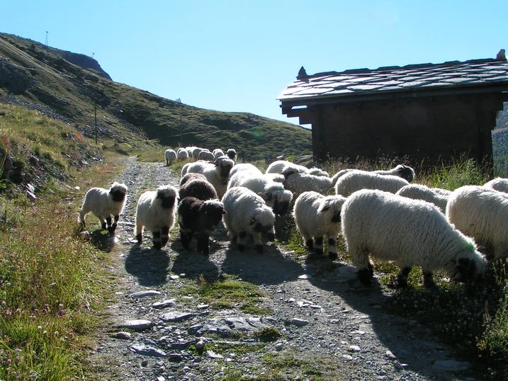 Zermatter Schwarznasenschafe