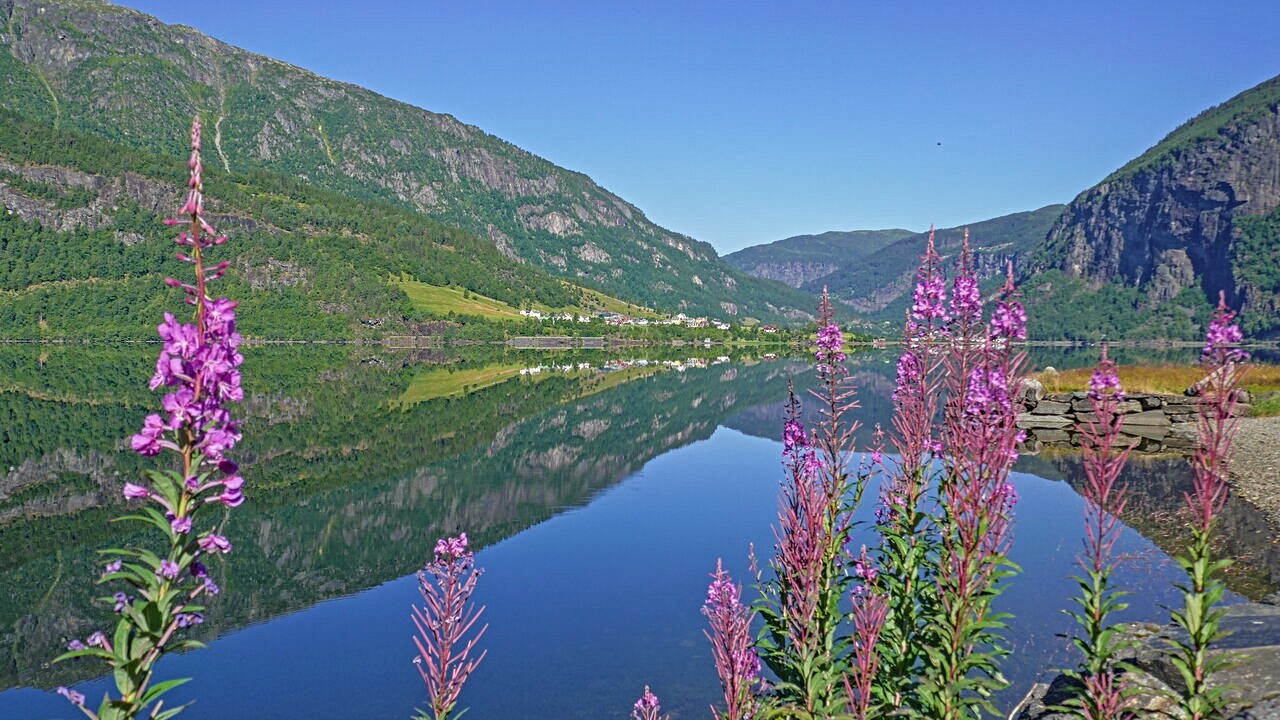 Weidenröschen am Fjord