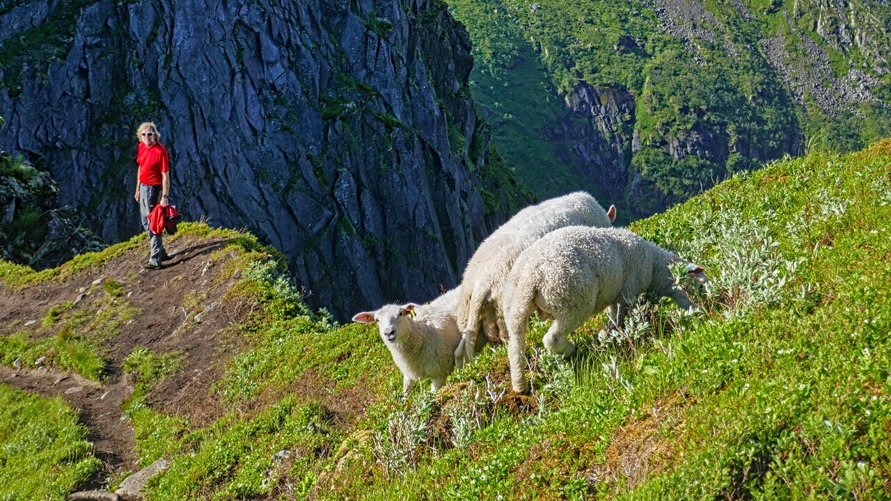 Schafe oberhalb der Djevelporten