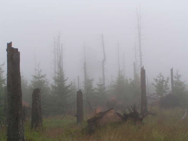 Nebel am Quietschenberg