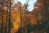 Herbstwald im Südharz