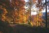 Herbstwald am Knollen